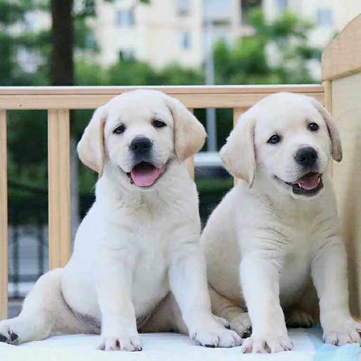 宠物狗免费领养狗狗无偿赠送幼犬金毛拉布拉多拉多阿拉斯加宠