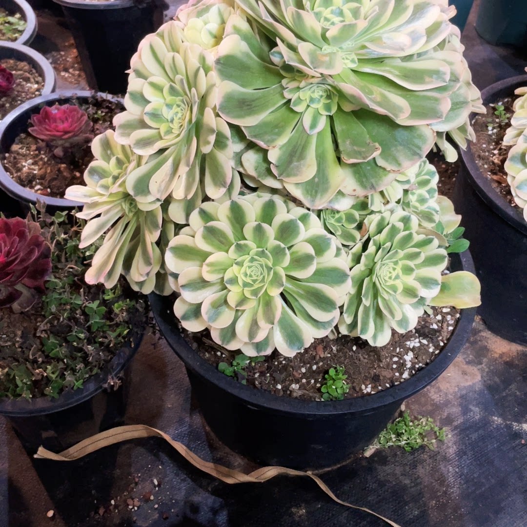 云南法师锦清棚绿豆沙多肉植物