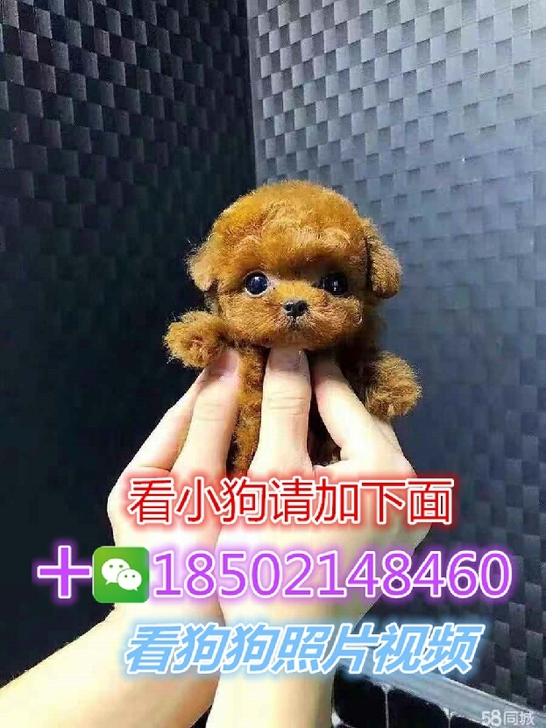 茶杯犬泰迪犬迷你泰迪小体泰迪杯子狗白色博美灰色阿拉斯加比熊犬