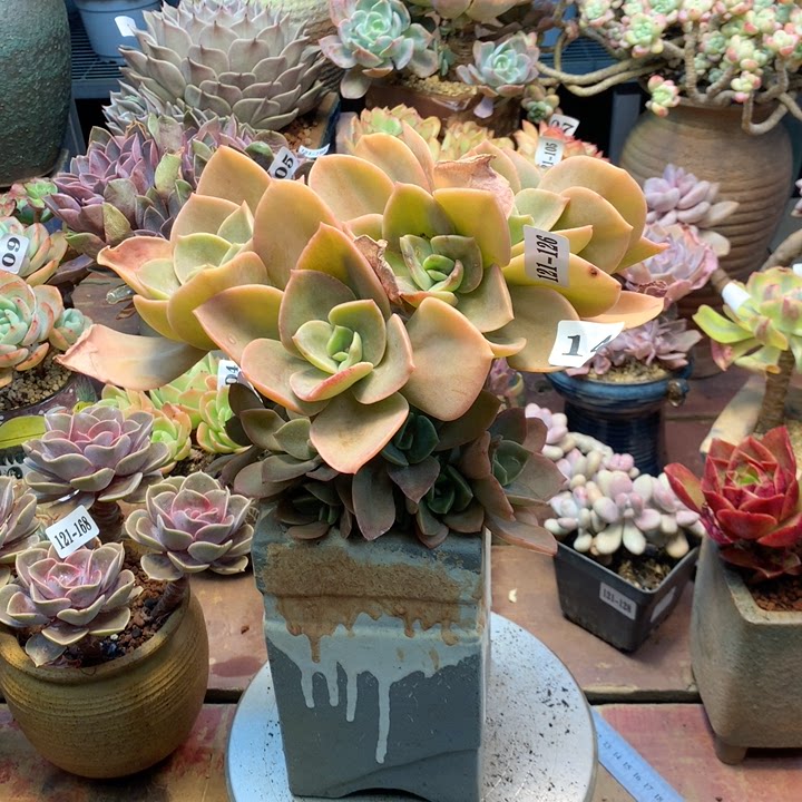 云南添彩多肉121-126赫氏