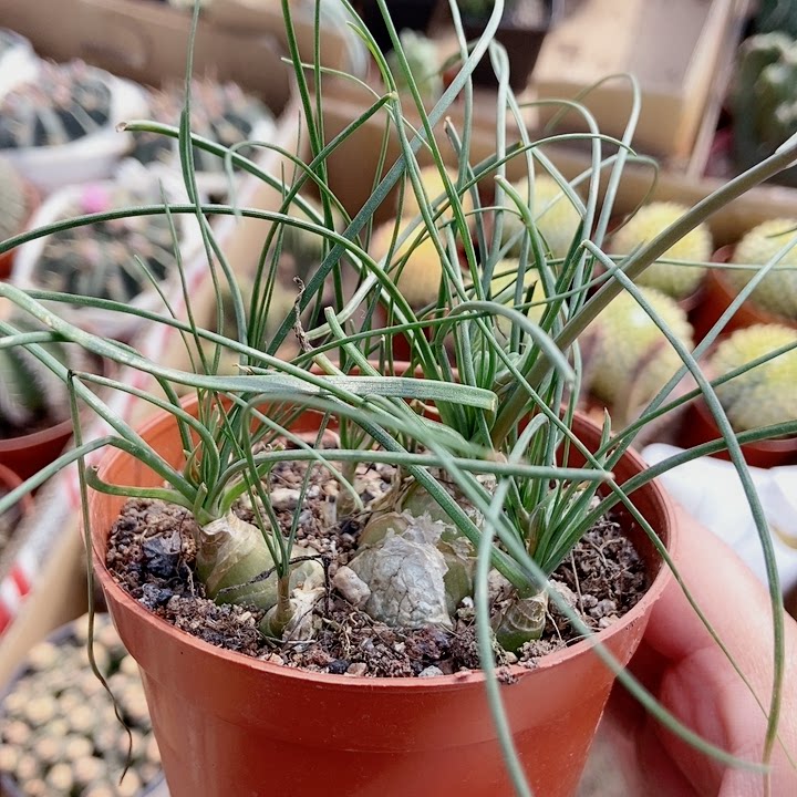 仙人球多肉香水兰