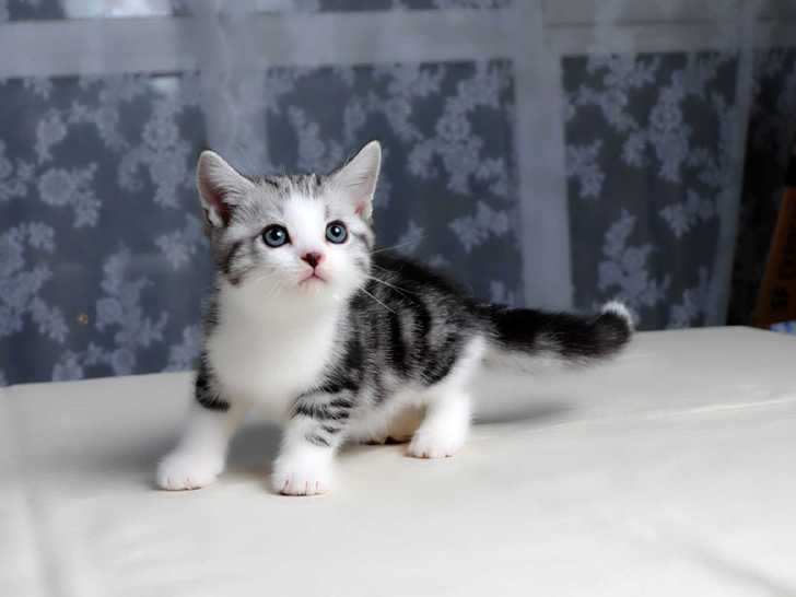 美短猫美短加白美短领养美短虎斑起司猫纯种幼猫一