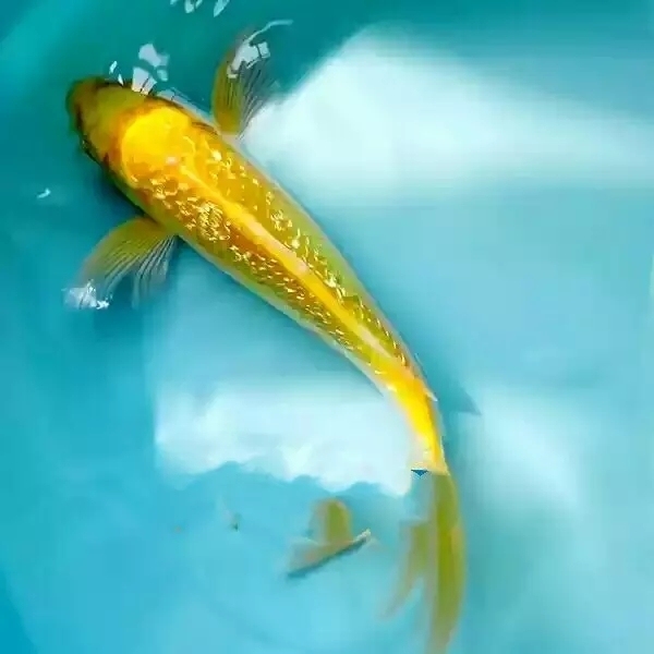 金鱼活体稀少黄金闪耀观赏鱼风水鱼发财鱼8至10厘米2条包活包