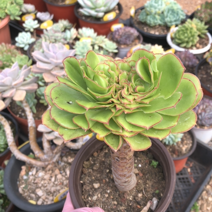 1956艳姿法师莲花掌缀化    28冷链包邮非偏远晾7天