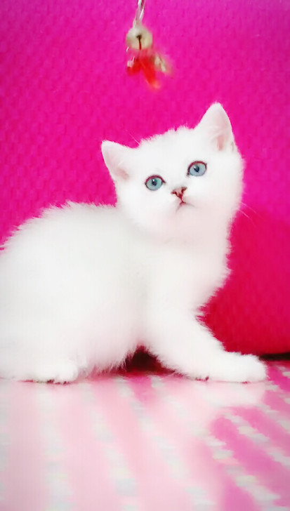 英短蓝猫蓝白银渐层金渐层银点美短金吉拉暹罗猫加菲猫布偶猫批发
