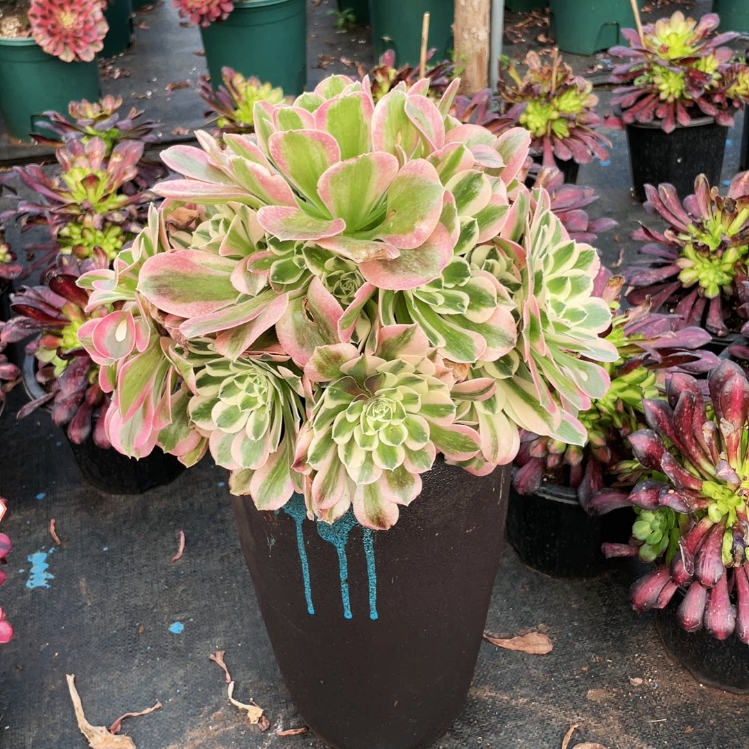 云南法师锦清棚白凤群多肉植物