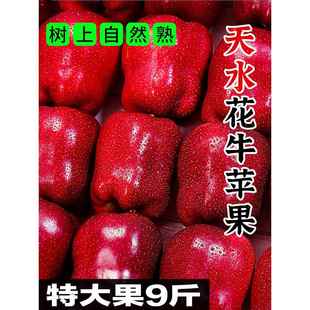 甘肃天水花牛苹果10斤新鲜水果整箱包邮红蛇苹果粉面红平果丑苹果