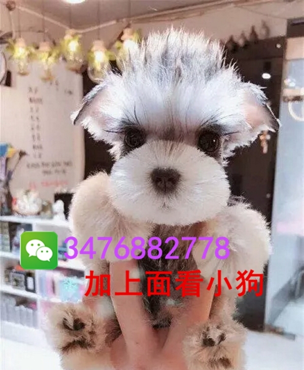 雪纳瑞雪纳瑞犬雪纳瑞幼犬宠物狗狗狗椒盐雪纳瑞比熊泰迪博美俊介