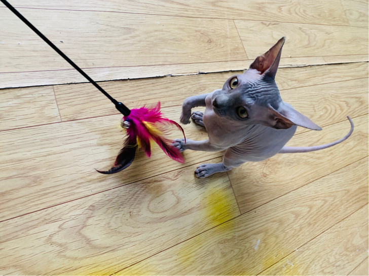 斯芬克斯无毛猫纯蓝皮小母六个月精品全款6500