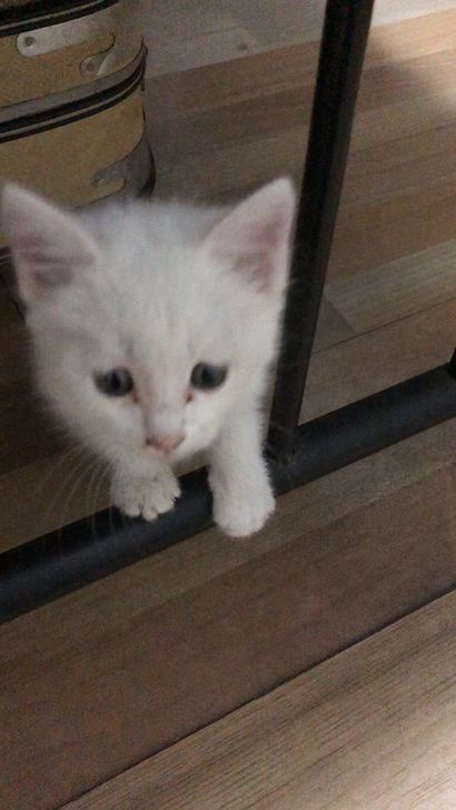 小白猫找领养，一个月左右大，性格很温柔，可以自己吃猫粮，家附
