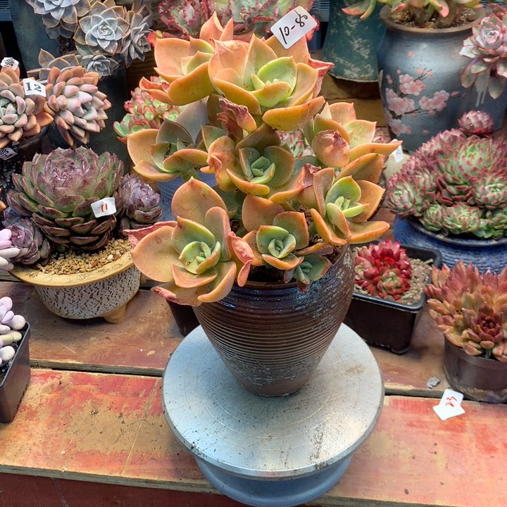 云南添彩多肉1210-80赫氏