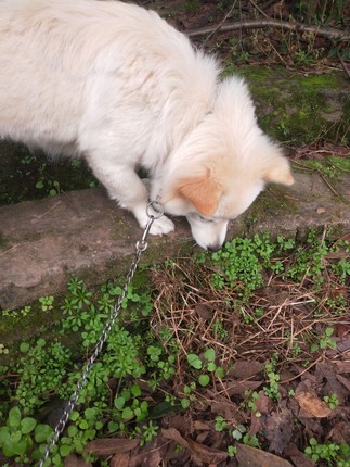 已经入手说说NOBLER狗粮到底怎么样呀?