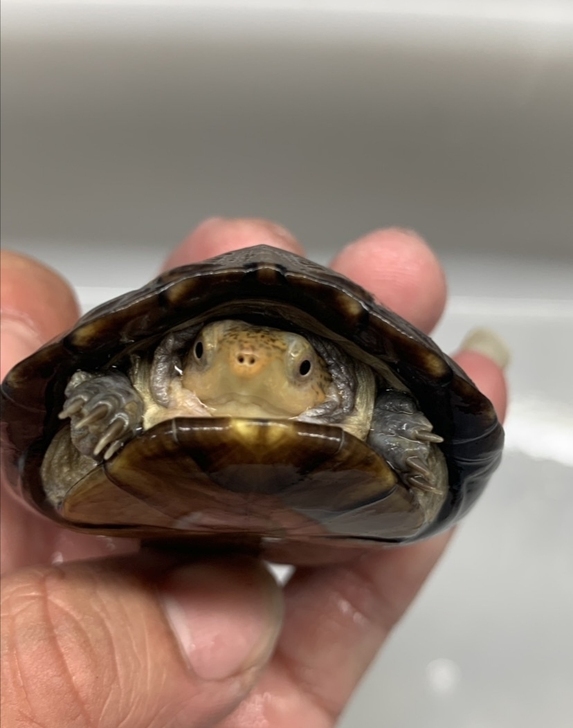 深水红面蛋龟。深水闭壳龟。背甲8.5，冷水饲养，室内过冬无压