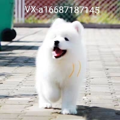 博美幼犬纯种