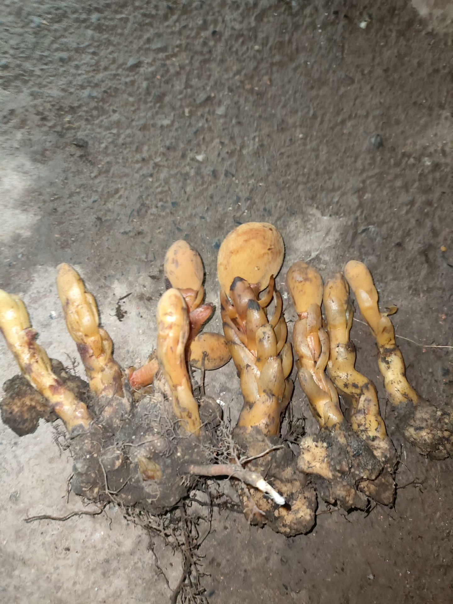 有懂行的朋友吗？私聊