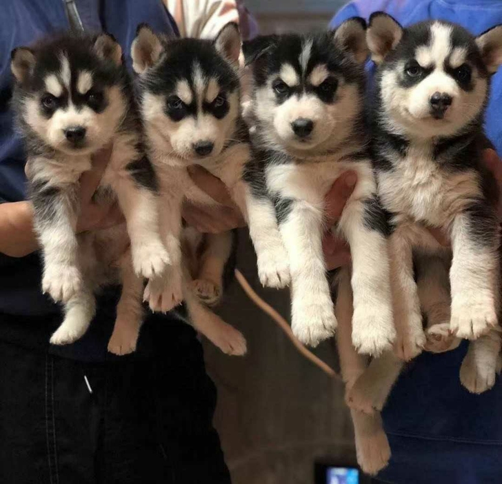 领养哈士奇免费哈士奇犬哈士奇幼犬二哈雪橇犬领养哈士