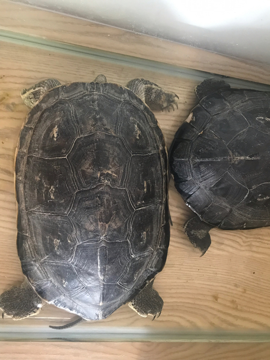 中华草龟俩只,一个有五斤多,俩个10来斤,养了半年,不想养了