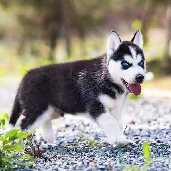 免费领养纯种哈士奇犬家养宠物狗哈士奇幼犬蓝眼三火哈士