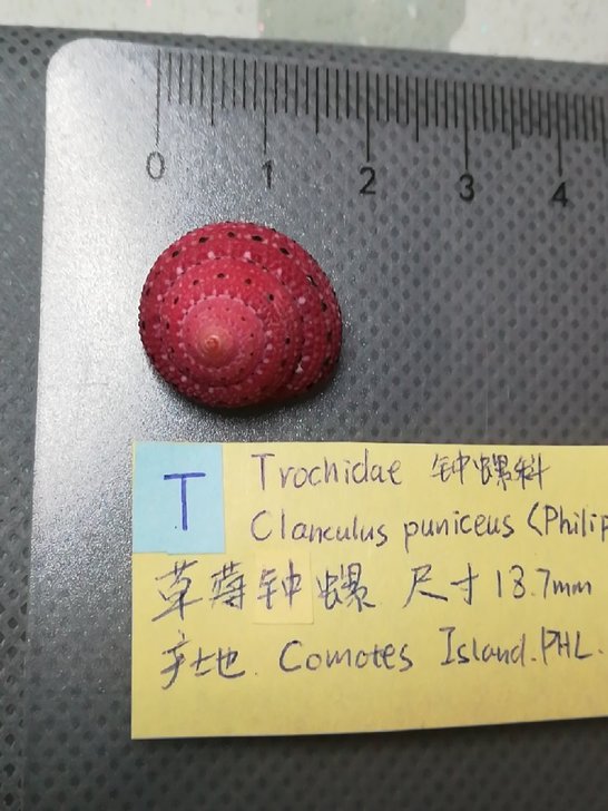 （海贝）草莓钟螺18mm
