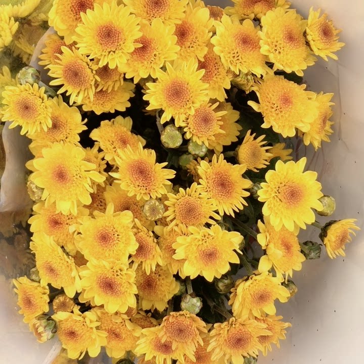 小太阳小雏菊1把10支左右,普通地区满2个订单起包邮