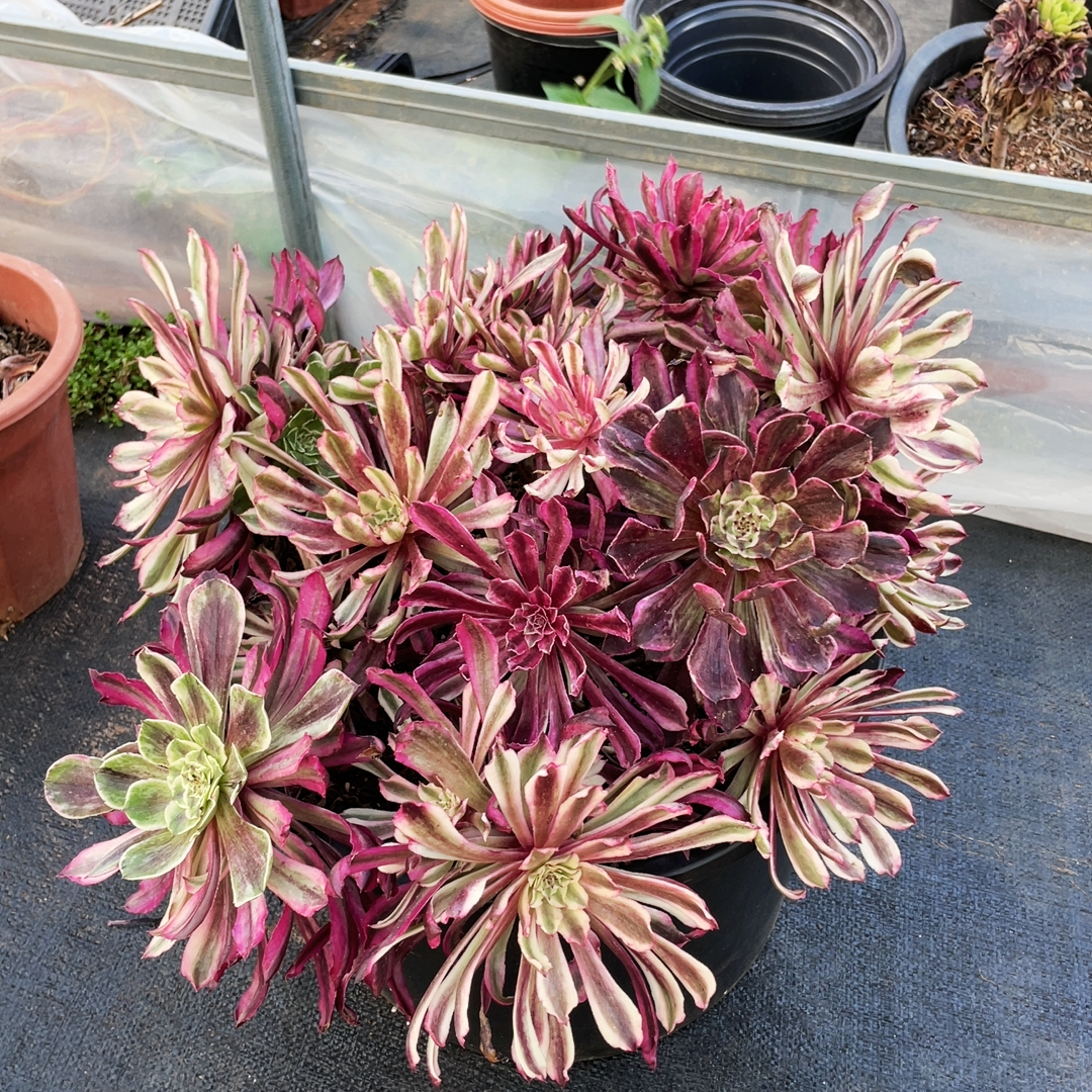 云南法师锦清棚皱叶仙墨多肉植物