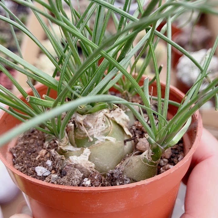 仙人球多肉香水兰