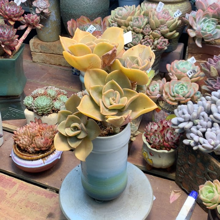 云南添彩多肉120-107赫氏