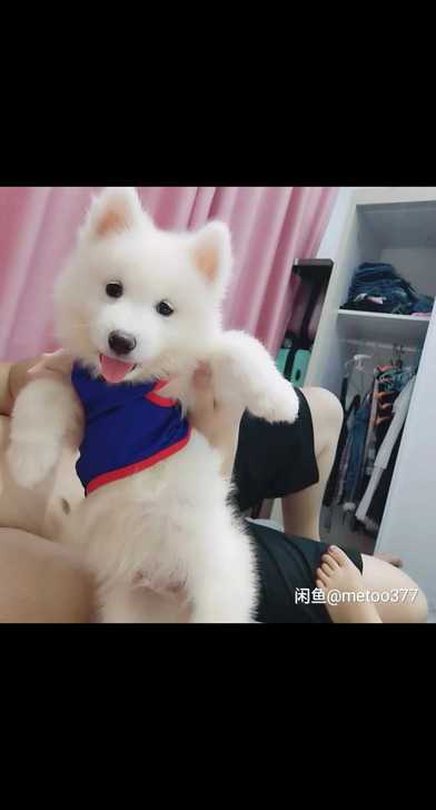 免费领养纯种萨摩耶犬幼犬家养活体宠物狗狗出售