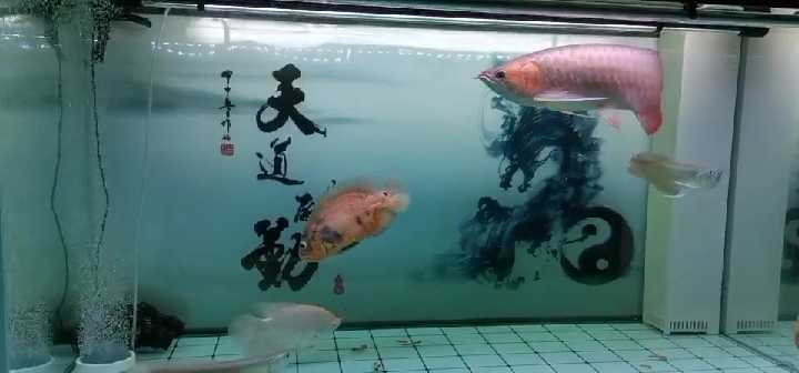金龙鱼银龙地图鱼缸大1米五长60宽超白老鱼匠氧气