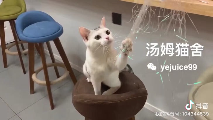 合肥英短美短宠物猫