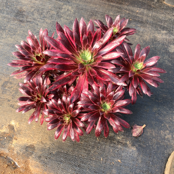 清棚法师锦411～38惊鸿群60公分