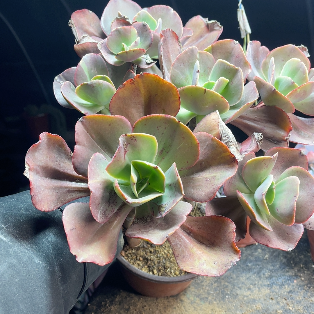 包菜大叶秀妍超大4-5-52多肉植物