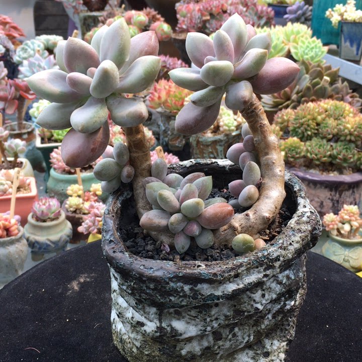 美人精品老桩露养控养多肉植物