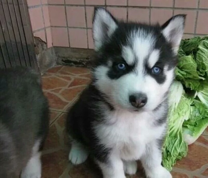 领养哈士奇犬哈士奇幼犬免费哈士奇