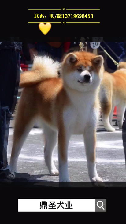 可爱的秋田犬小宝宝找主人