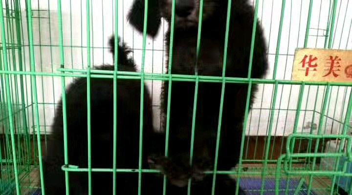 青岛小紫巨贵犬舍，《NGKC》会员犬舍主要繁殖双血统双灰巨贵