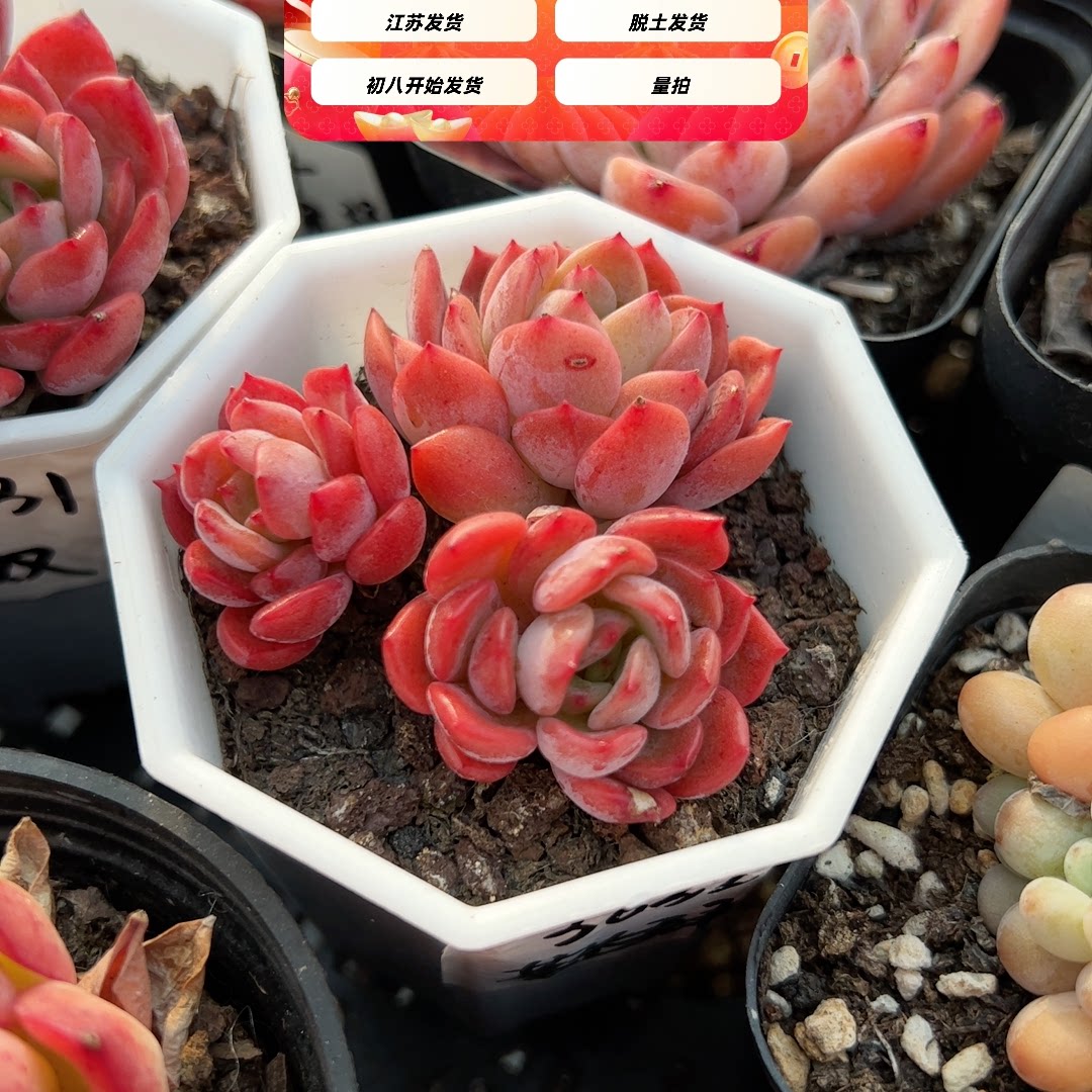 芬达群八角3632多肉植物