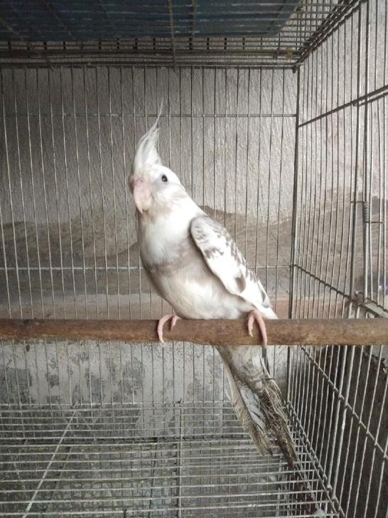 白脸珍珠玄凤，公鸟，4个月大不亲人，适合留种，320包邮