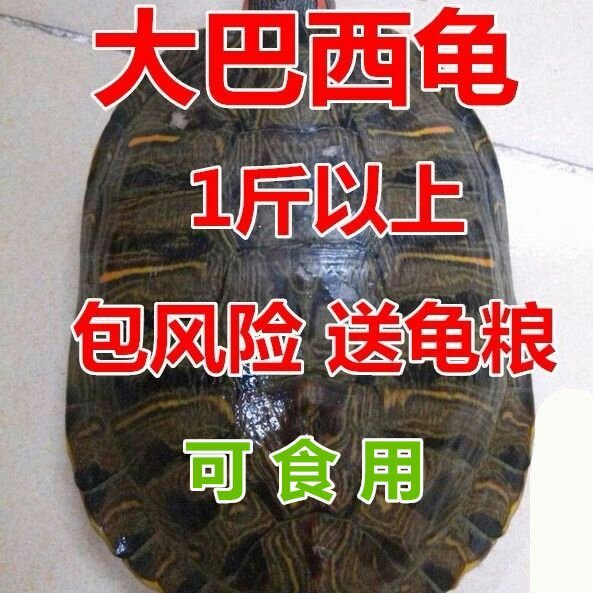 乌龟活体大巴西龟巴西红耳龟观赏龟可食用龟1斤以上包邮包活到