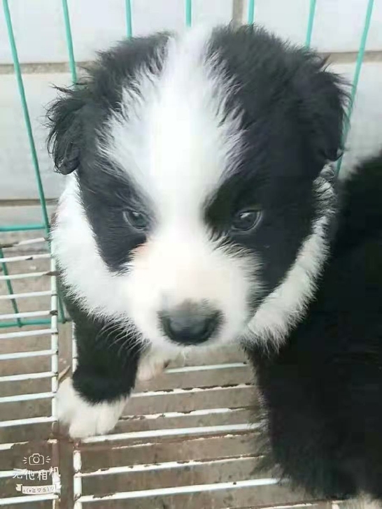 边境牧羊犬领养免费边牧犬边牧幼犬纯种边牧幼犬狗狗；