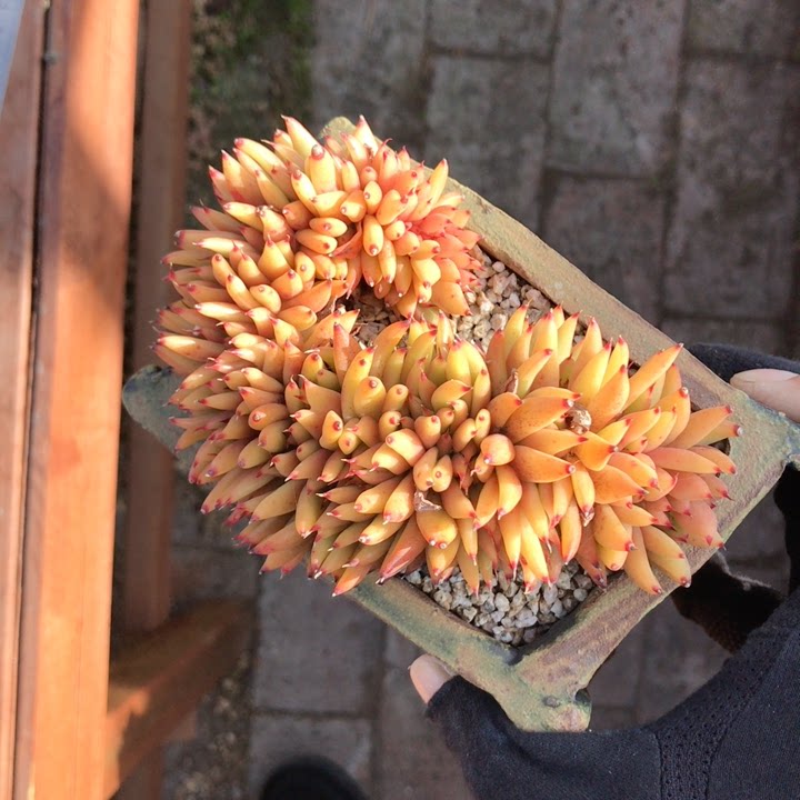 艾克魂缀多肉植物