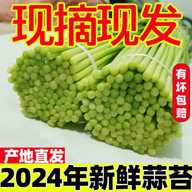 【现摘现发】2024年河南大蒜蒜薹