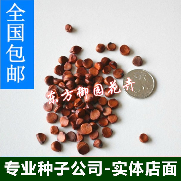 塔莎的花园唐菖蒲花种球进口剑兰种球家庭园艺花卉种球植物球根