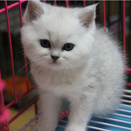 【高端】精品自留纯种银渐层英短猫 云系英国短毛猫银渐层毛尖色