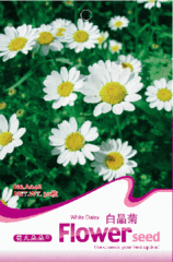 白晶菊 花卉种子 H  原包装