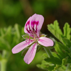 aromalab生态种植 玫瑰天竺葵精油 Geranium Rose Org