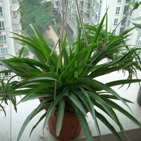 宽叶青叶吊兰新房必备植物吸甲醛花卉防辐射净化空气绿植特价