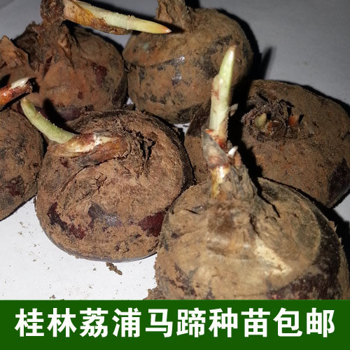 荸荠怎么种植一:荸荠种植技术(别名马蹄,乌芋,地栗,地梨)