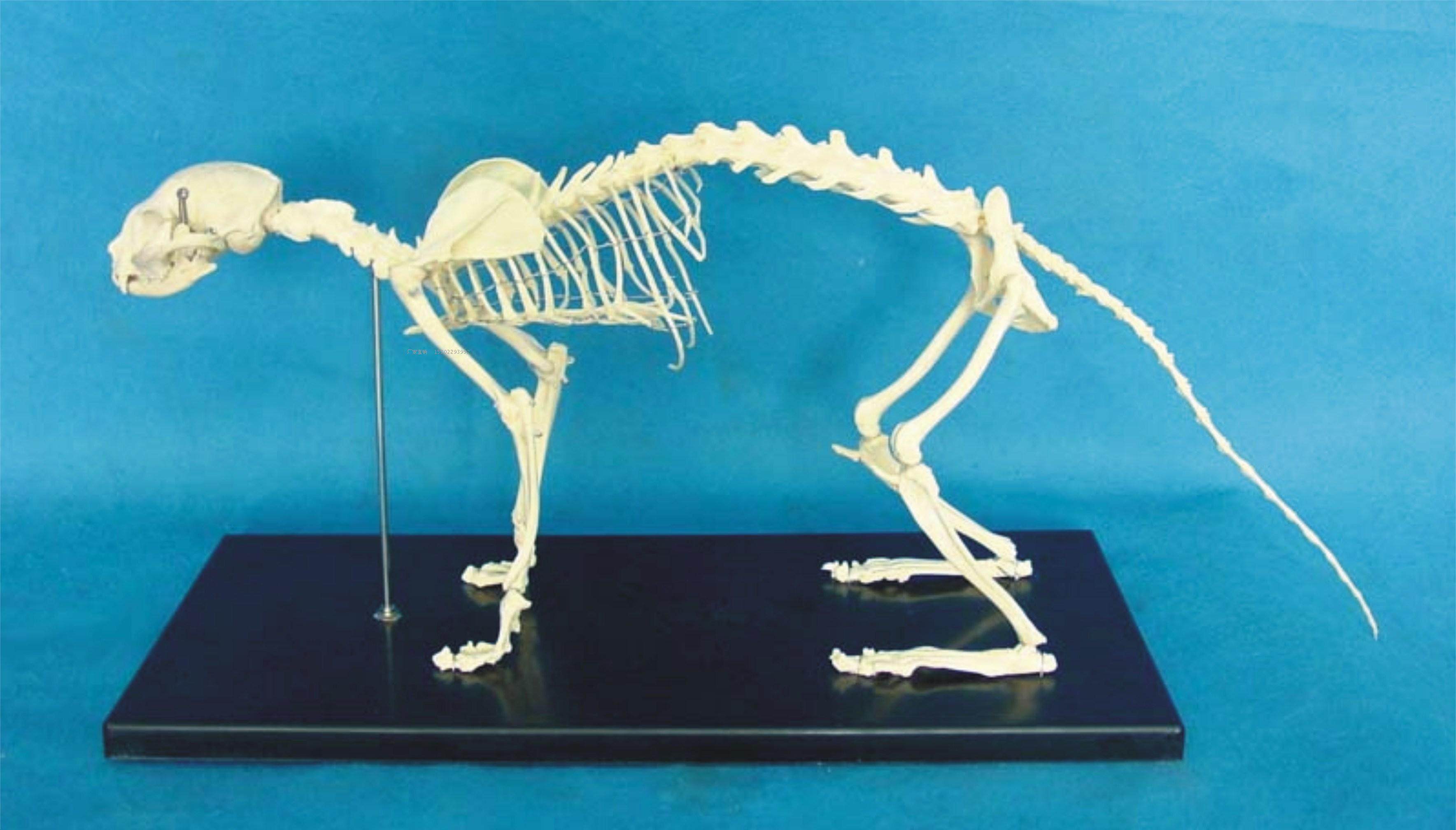 猫骨骼标本模型 宠物动物猫犬 教学骨架骨头 骨科器械 猫骨骼模型