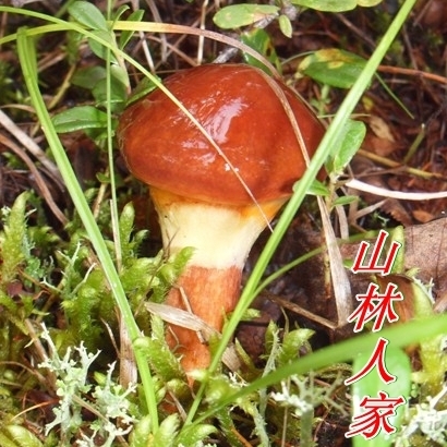 长白山野生牛肝菌 粘团子 东北蘑菇 松林生长 野生菌 5件包邮在类目 粮油米面/南北干货/调味品, 南北干货/肉类干货, 干货/土特产, 香菇类中 - 来自Buy2taobao.com提供专业的淘宝代购服务
